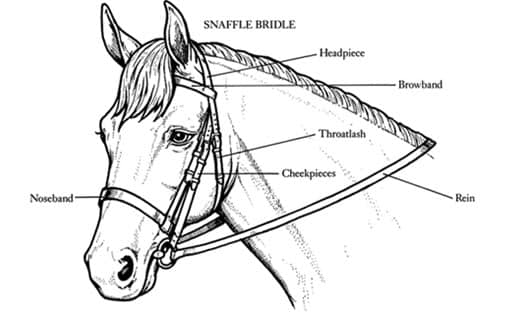 Horse tack explanation